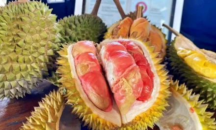 Heboh! Durian Merah Banyuwangi Raih Status Indikasi Geografis Pertama di Indonesia