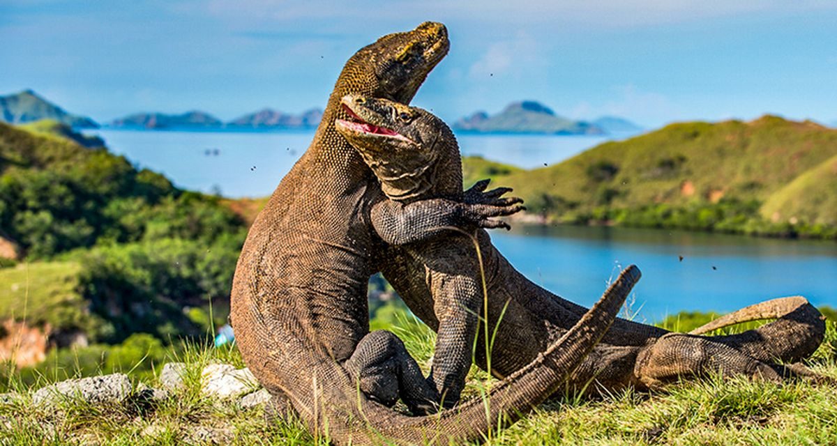 Setelah Insiden Kapal Tenggelam, Wisata Laut TN Komodo Kembali Bergulir