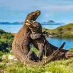 Setelah Insiden Kapal Tenggelam, Wisata Laut TN Komodo Kembali Bergulir