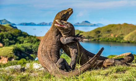 Setelah Insiden Kapal Tenggelam, Wisata Laut TN Komodo Kembali Bergulir
