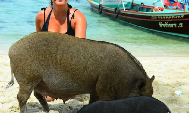 Bikin Heboh! Wisata Pantai dengan Babi Jinak di Thailand Ini Jadi Sorotan