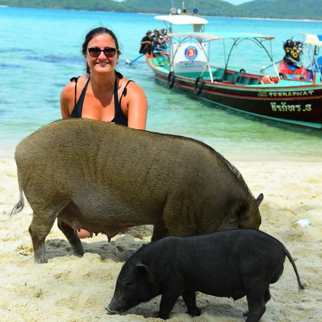 Bikin Heboh! Wisata Pantai dengan Babi Jinak di Thailand Ini Jadi Sorotan