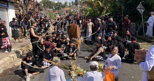 Tradisi Mecaru Mejaga-jaga di Klungkung, Ritual Sakral untuk Menjaga Keharmonisan Alam