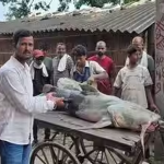 Banjir Nepal Bawa Ikan Tak Biasa ke Bihar, Warga Diminta Waspada